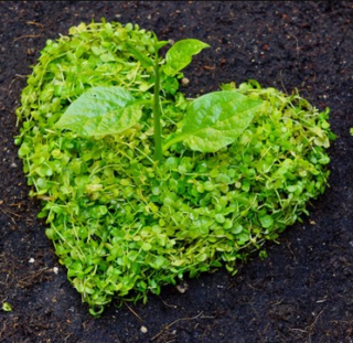 Sustainability At Kevin Joseph